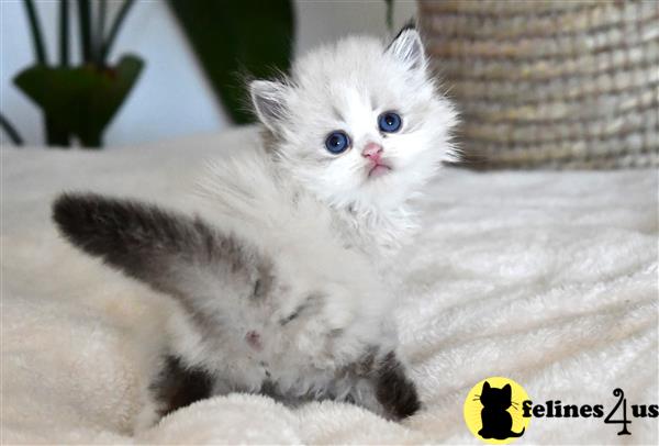 thechubbyfacedcat Picture 3